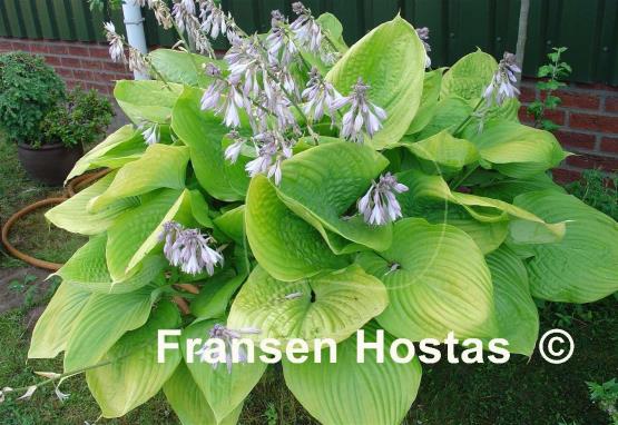 Hosta Sum and Substance